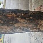 Lagerstroemia speciosaBark