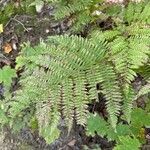 Athyrium filix-femina Feuille