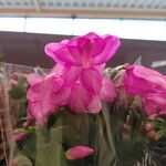 Schlumbergera bridgesii Flor