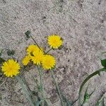 Crepis capillarisКветка