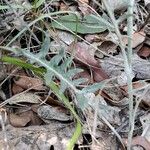 Rhaponticum coniferum Blatt