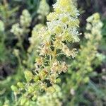 Reseda luteaFlower