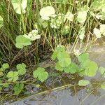 Marsilea minuta Leaf