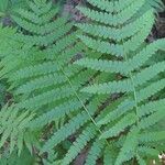 Osmundastrum cinnamomeum Leaf