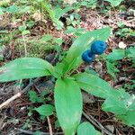 Clintonia borealis Leaf