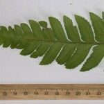 Polybotrya caudata Other