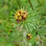 Pultenaea stipularis Blad