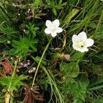 Parnassia palustris Blad