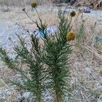 Helenium amarum List