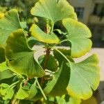 Ginkgo biloba葉