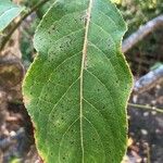 Euonymus hamiltonianus Blatt