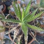 Agave lophantha Frunză