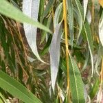 Salix × pendulina পাতা