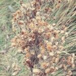 Erigeron canadensis Fruit