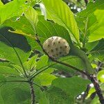 Morinda citrifolia Плод