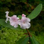 Rhododendron mogeanum Květ