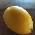 Pouteria caimito Fruit