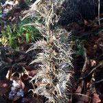 Echium boissieri Plod