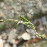 Cardamine resedifolia Lapas