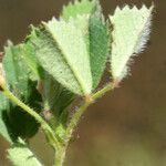 Medicago murex Blad