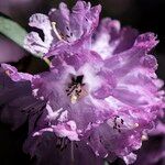 Rhododendron anthosphaerum Flor