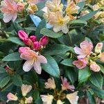 Rhododendron yakushimanum Květ