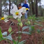 Solanum umbelliferum ᱵᱟᱦᱟ