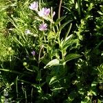 Epilobium duriaei Pokrój