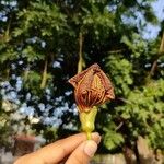 Kigelia africana 花