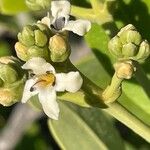 Avicennia germinans Flower