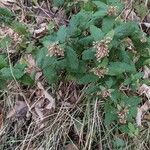 Teucrium scorodonia 整株植物