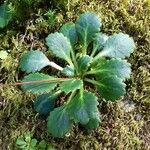 Saxifraga spathularis Blad