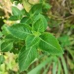 Ocimum tenuiflorum Blad