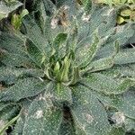 Echium asperrimum Leaf