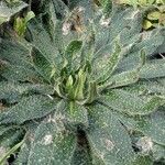 Echium asperrimum 葉