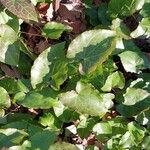 Epimedium perralderianum Leaf
