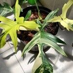 Philodendron pedatum Лист