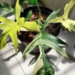 Philodendron pedatum Feuille