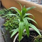 Lilium lancifoliumFeuille