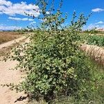 Malva multiflora Alkat (teljes növény)