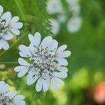 Coriandrum sativum Квітка