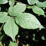 Rubus foliosus Levél