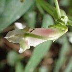 Impatiens akomensis