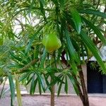 Cascabela thevetia Fruto