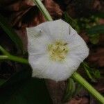 Alkekengi officinarum Flower