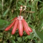 Passiflora glandulosa Flower