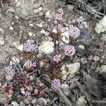 Eriogonum nortonii 形態