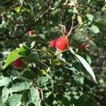 Rosa villosa Fruit