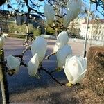 Magnolia denudata Flower