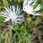 Centaurea diffusa 花